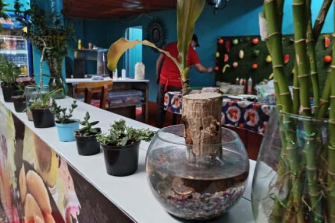 Cuidamos nuestras plantas.