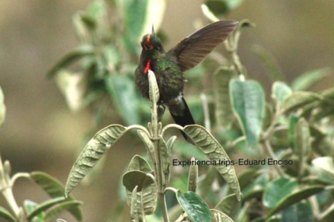 Lindas experiencias de Naturaleza - avistamiento de Aves.